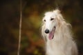 Adorable russian borzoi dog in the dark fall forest. Beautiful dog breed russian wolfhound in autumn