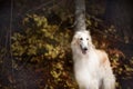 Adorable russian borzoi dog standing in the dark fall forest. Beautiful dog breed russian wolfhound in autumn Royalty Free Stock Photo