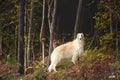 Adorable russian borzoi dog standing in the dark fall forest. Beautiful dog breed russian wolfhound in autumn Royalty Free Stock Photo