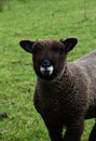 Adorable Ryland Sheep with a Very Cute Face Royalty Free Stock Photo