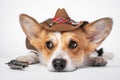 Sad welsh corgi pembroke or cardigan in cool cowboy costume with straw wide brimmed hat and a revolver lying on white background. Royalty Free Stock Photo