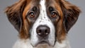 Adorable Saint Bernard Dog Face in Studio Setting, Showcasing Sweet Expression and Playful Charm Royalty Free Stock Photo