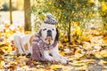 Adorable Saint Bernard dog wearing knitted scarf and hat is lying on fallen yellow leaves. Autumn in park