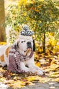 Adorable Saint Bernard dog wearing knitted scarf and hat is lying on fallen yellow leaves. Autumn in park