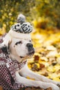 Adorable Saint Bernard dog wearing knitted scarf and hat is lying on fallen yellow leaves. Autumn in park. Closeup