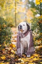 Adorable Saint Bernard dog wearing knitted scarf is sitting on fallen yellow leaves. Autumn in park