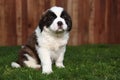 Adorable Saint Bernard Pup