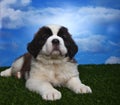 Adorable Saint Bernard Pups