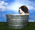 Adorable Saint Bernard Pups