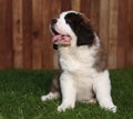 Adorable Saint Bernard Pups