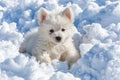 Adorable samoyed puppy sitting in snow with mischievous expression, capturing playful innocence