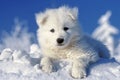 Adorable samoyed puppy sitting in snow with mischievous expression, evoking playfulness Royalty Free Stock Photo