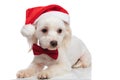 Adorable santa bichon with red bowtie looks down to side