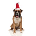 Adorable santa claus boxer puppy panting