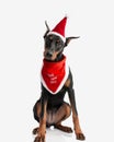 adorable santa dobermann sitting