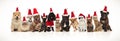 Adorable santa pets wearing hats sitting, standing and lying