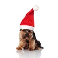 Adorable santa yorkshire terrier looks down while sitting Royalty Free Stock Photo