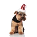 Adorable santa yorkshire terrier sitting and looking down to side