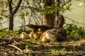 Adorable scene of a graylag goose mother resting outdoors with her chicks