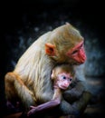 Adorable scene of a mother monkey hugging her baby