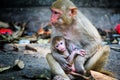 Adorable scene of a mother monkey sitting on the ground and taking care of her baby