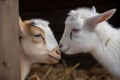 adorable scene of two tiny goats head-butting and nuzzling each other Royalty Free Stock Photo