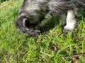 Adorable schnauser puppy Royalty Free Stock Photo