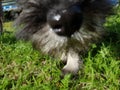 Adorable schnauser puppy Royalty Free Stock Photo