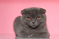 Adorable scotish fold cat laying down Royalty Free Stock Photo
