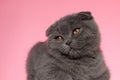 Adorable scotish fold cat looking to side and laying down Royalty Free Stock Photo