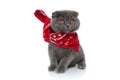 Adorable scotish fold cat wearing red bandana