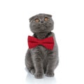 Adorable scotish fold cat wearing red bowtie and looking up