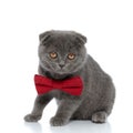 Adorable scotish fold cat wearing red bowtie