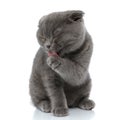 Adorable scotish fold kitty licking paws on white background