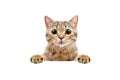 Adorable Scottish Straight cat, peeking from behind a banner Royalty Free Stock Photo