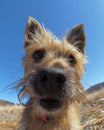 Adorable Scruffy Dog with Curious Expression and Floppy Ears Enjoying a Sunny Day in a Field Captured Up Close Against a Clear