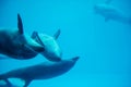 Adorable Sea dolphins swimming in aquarium Royalty Free Stock Photo