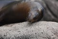 Adorable Sea Lion Getting Rubbed from a Rock