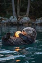 Adorable Sea Otter Floating on Back in Water at Twilight Holding a Glowing Moon Royalty Free Stock Photo