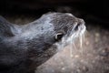 an image of a sea otter eating food on the ground Royalty Free Stock Photo