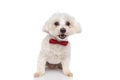 Adorable seated bichon dog sticking out tongue