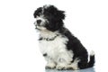 Adorable seated bichon havanese looking away