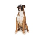 Adorable seated boxer panting