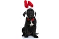 Adorable seated cane corso dog wearing bunny ears