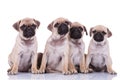 Adorable seated pug group looking up and making puppy eyes