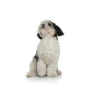 Adorable seated shih tzu looks up to side