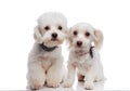 Adorable seated white bichon couple ready for a walk