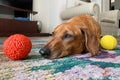 adorable senior dachshund lying bored on the carpet, next to her toys Royalty Free Stock Photo