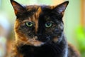 Adorable and Serious Tortoiseshell cat face - Feline