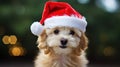 Adorable shaggy cute white lap dog wearing Santa hat at home on Christmas Eve looking at camera with space for text AI Royalty Free Stock Photo